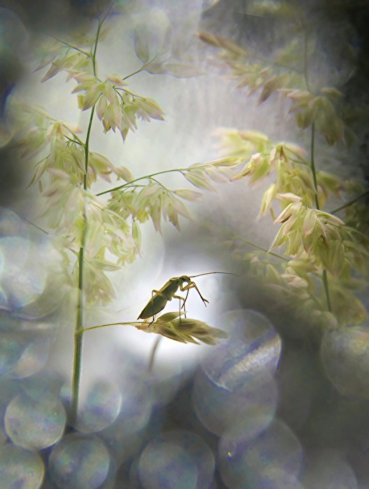 Das Volk in den Gräsern.