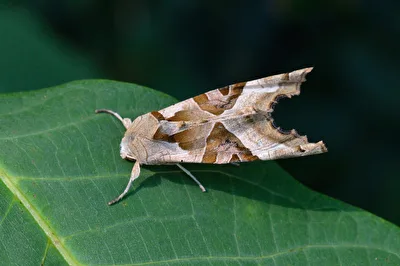 Achateule