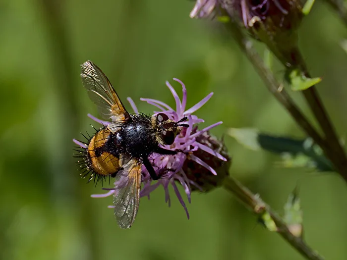 Hedgehog fly