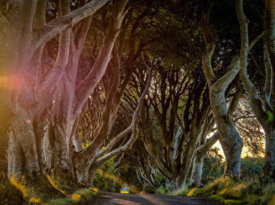Dark Hedges
