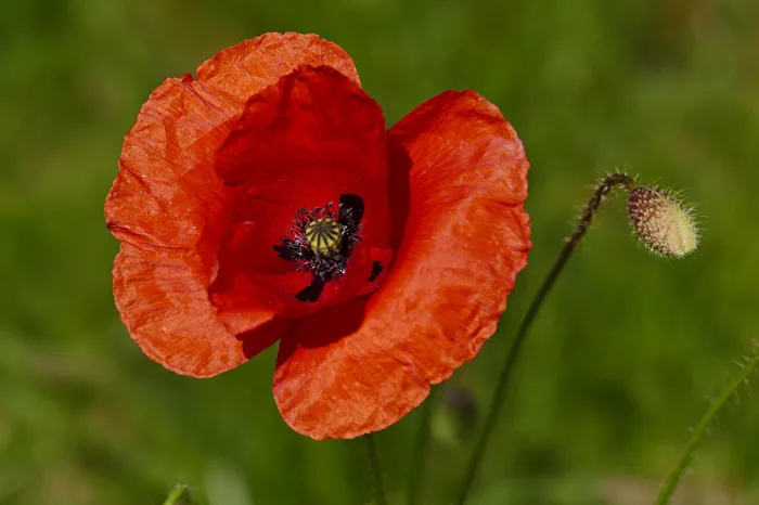 Poppy