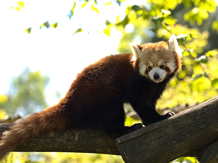 Roter Panda