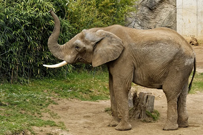 Elefant