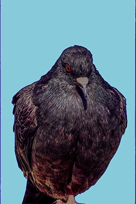 Taube