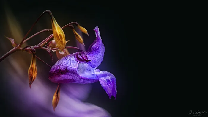 Farmer orchid