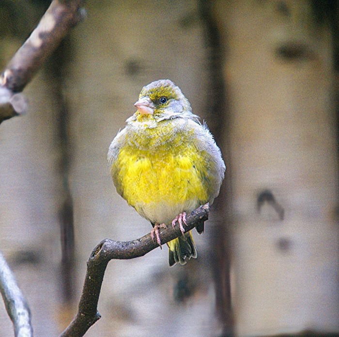 Vögel