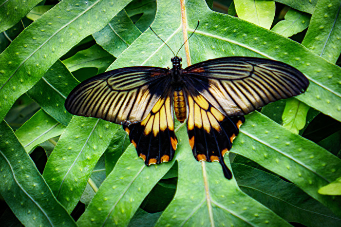 Im Schmetterlingspark Wittenberg