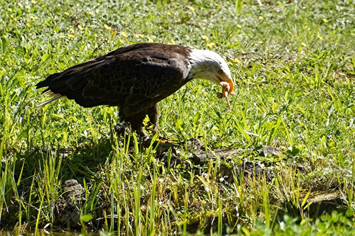 Bald Eagle