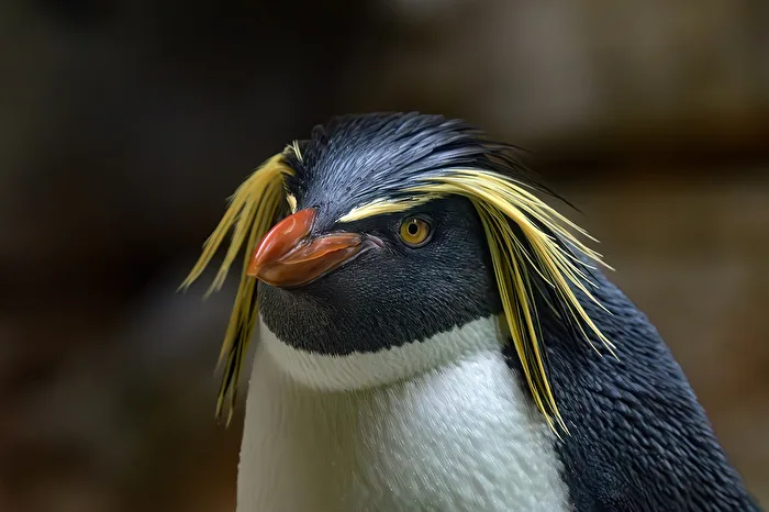 Felsenpinguin