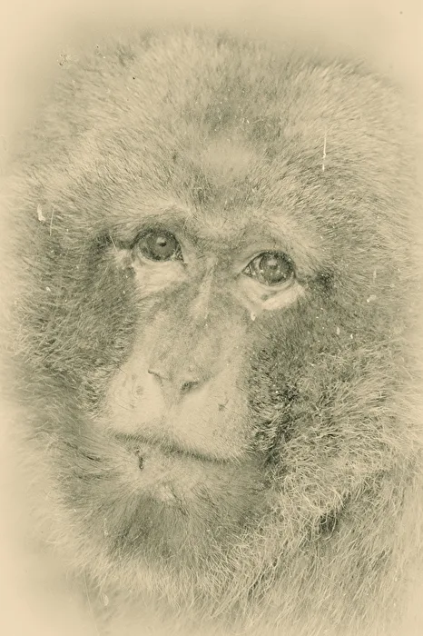Tristesse