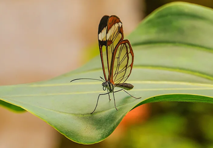 Glasswing butterfly