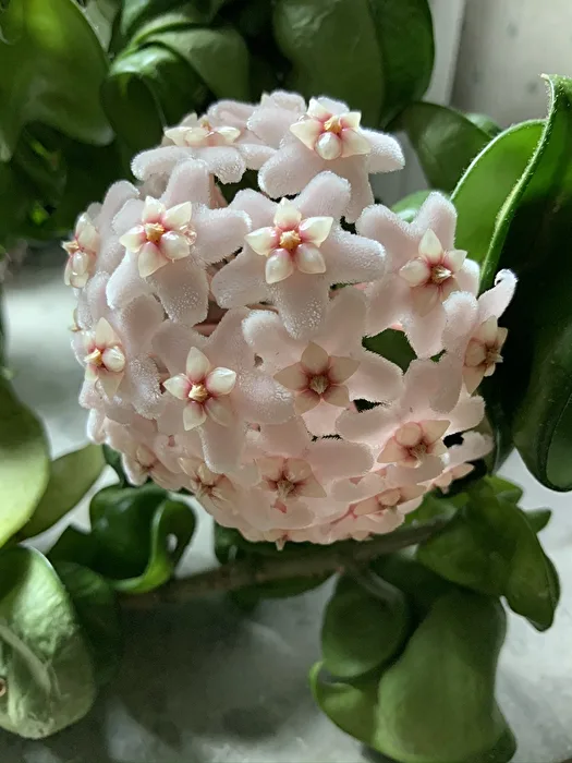 Scent and Shape