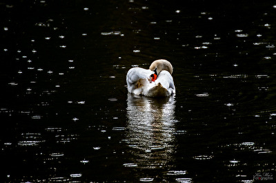 Schwanenwäsche