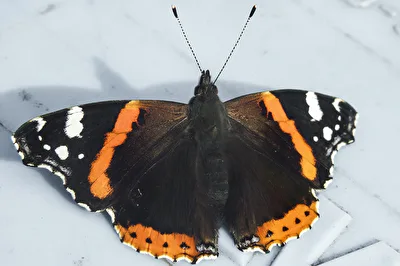 Der Admiral