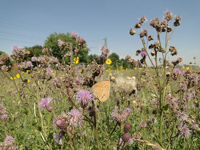 Naturnahe Wildwiese