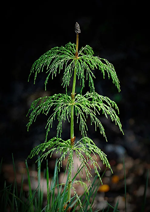 Field Horsetail