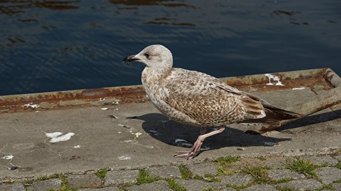 Seagull at Wismar Old Harbor
