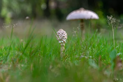 Parasol Anfangsstadium