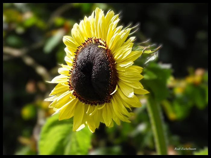 Sonnenblume - aus seitlicher Perspektive