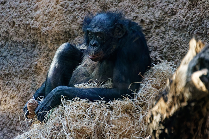 Bonobo