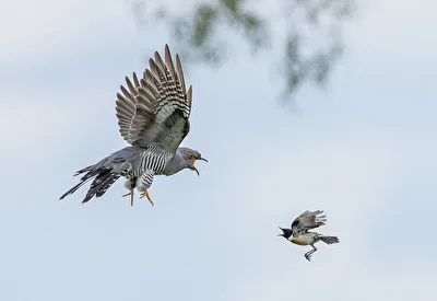 Schwarzkehlchen  attackiert Kuckuck