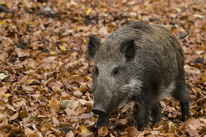 Wild Pig Child