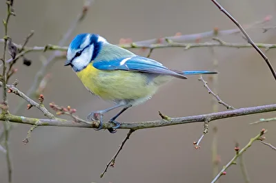 Blaumeise