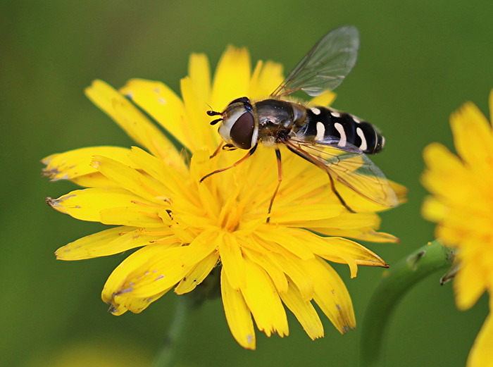 Späte Großstirnschwebfliege