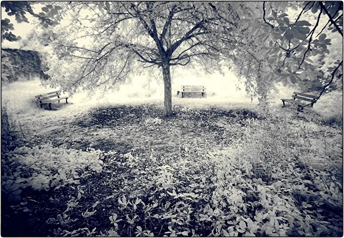 The small park or Trakl is everywhere...