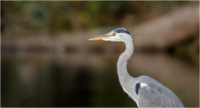 Reiher Portrait