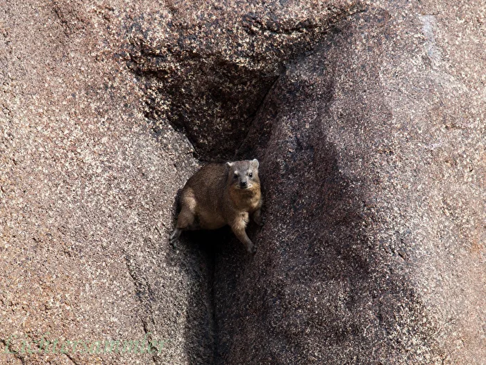 Little Mountaineer