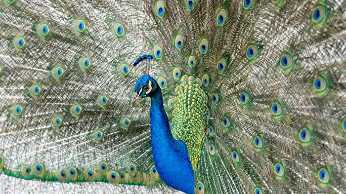 Pfauenvogel