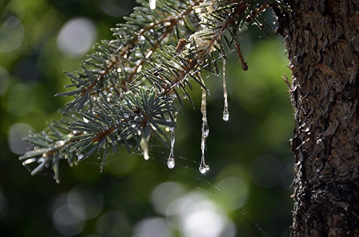 Können Bäume weinen?