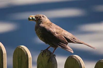 Eifrige Amsel