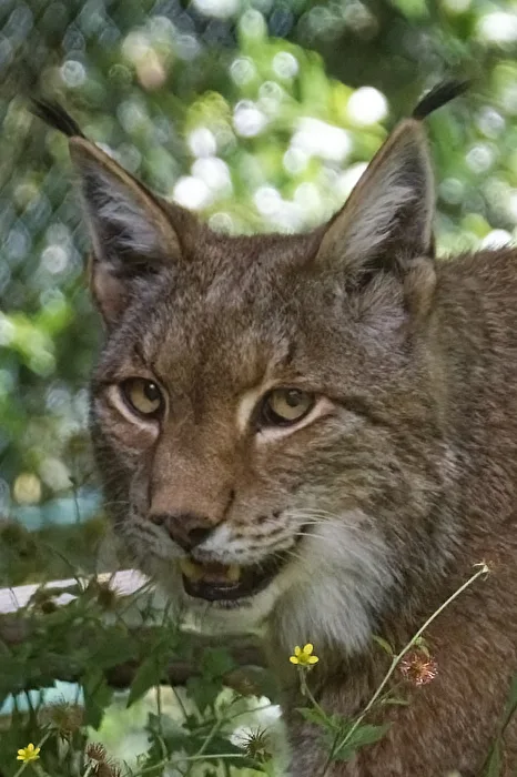 Lynx