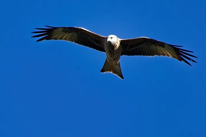 Red Kite