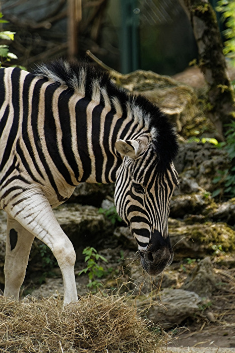 Zebra