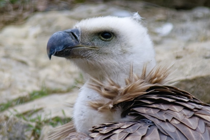 Gänsegeier