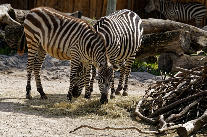 Zebra's