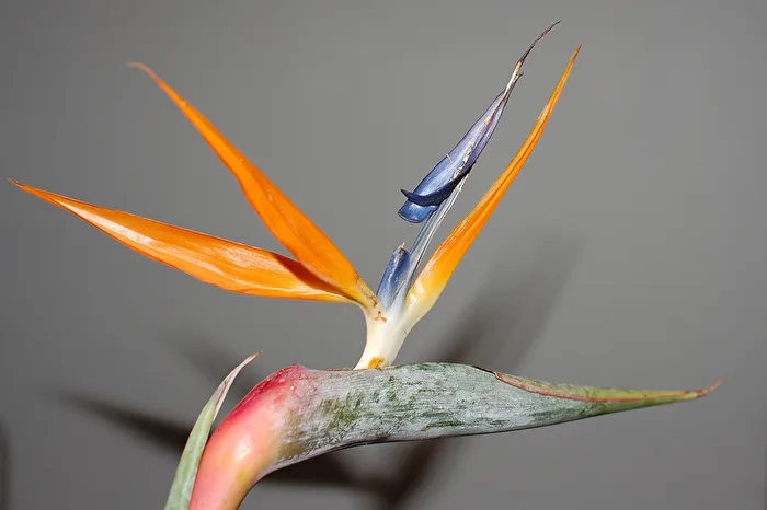 TianTangNiao Sky Bird Flower 2