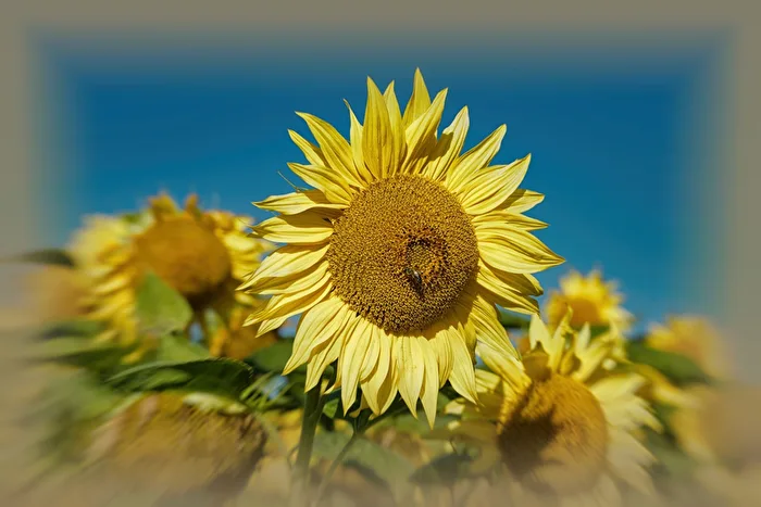 Sonnenblumeninspiration
