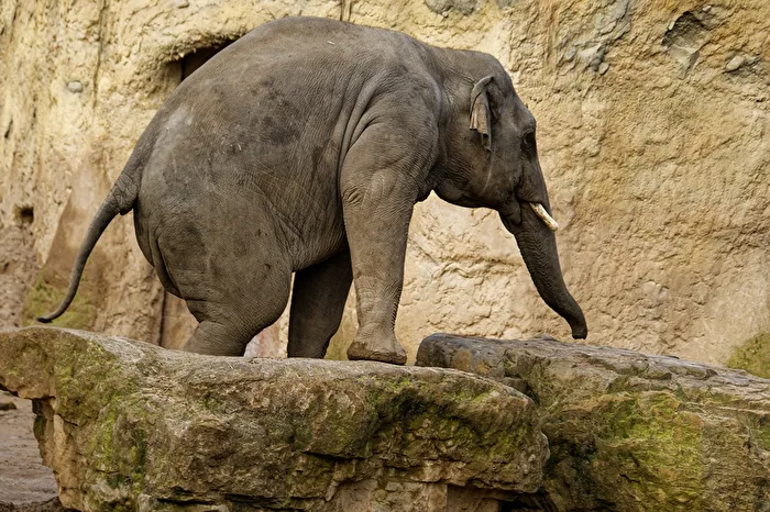 Elefant
