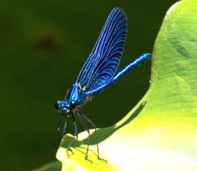 Männchen der Blauflügel-Prachtlibelle