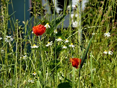 Mohn und Kamille
