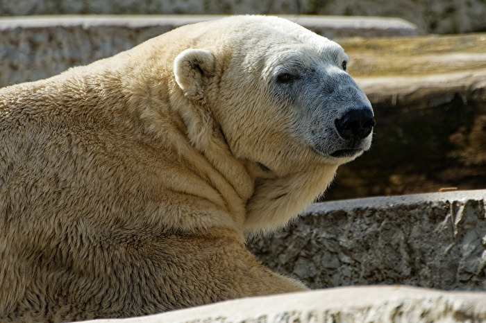 Eisbär