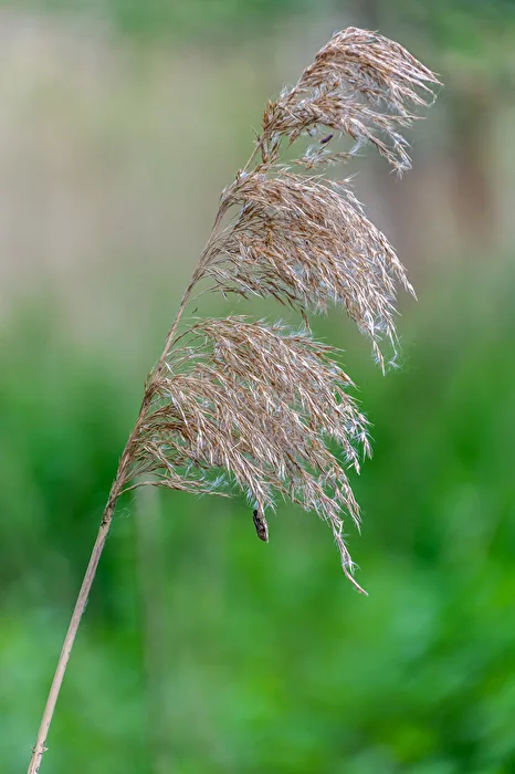 Common reed