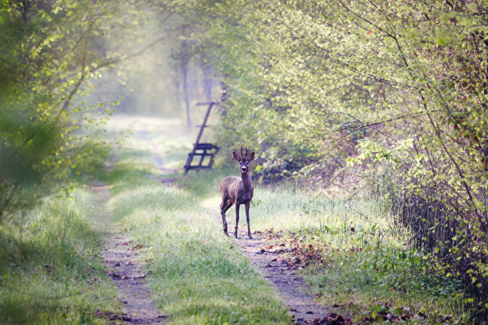 Morning Encounter