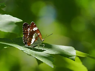 Kleiner Eisvogel