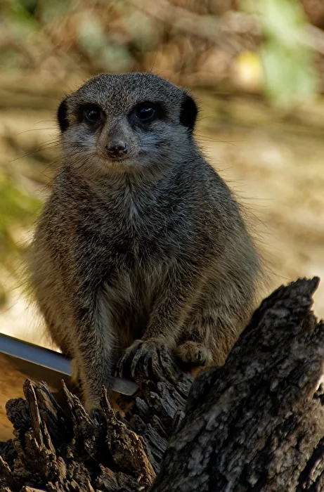 Meerkat