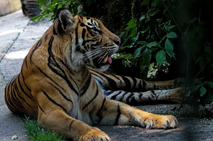 Tiger